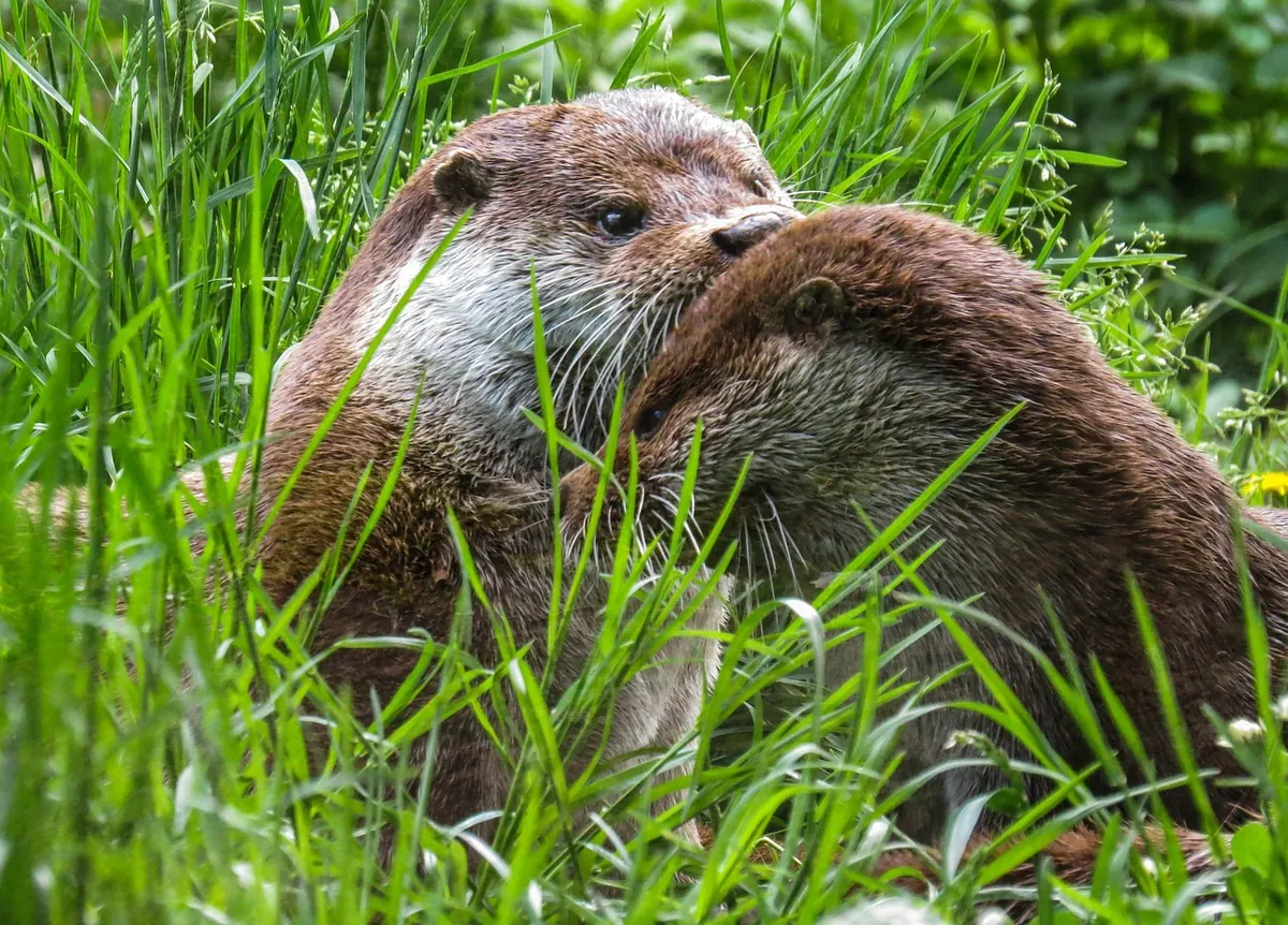 Hedgehogs, Otters and Water Voles: Spotting British Mammals Near Water