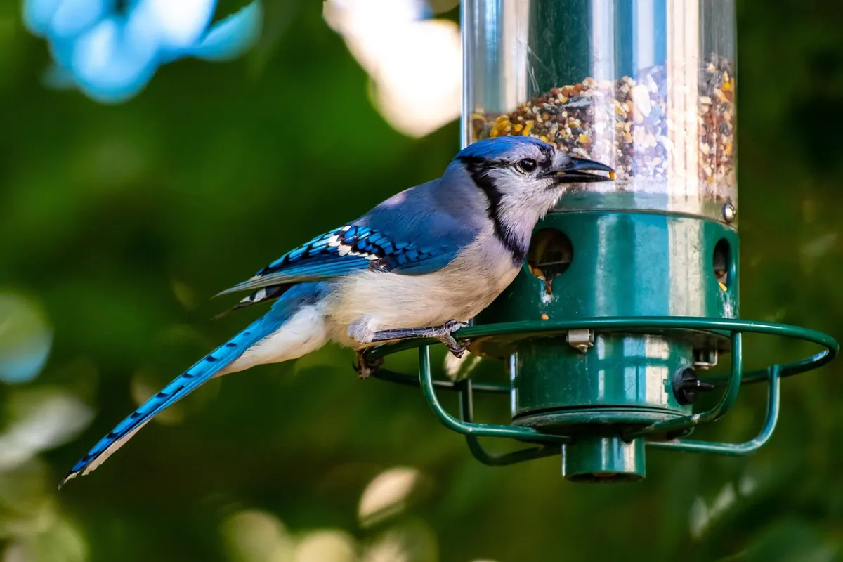 How to Start Birdwatching in Your British Garden: A Beginner's Guide